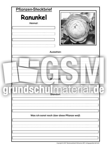 Pflanzensteckbrief-Ranunkel-SW.pdf